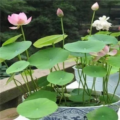Lotus Flower Seeds with Plant Growth Supplement Kit 20pcs(Pack of 1)
