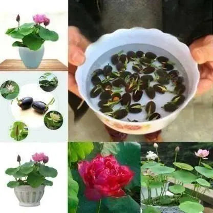 Lotus Flower Seeds with Plant Growth Supplement Kit 20pcs(Pack of 1)
